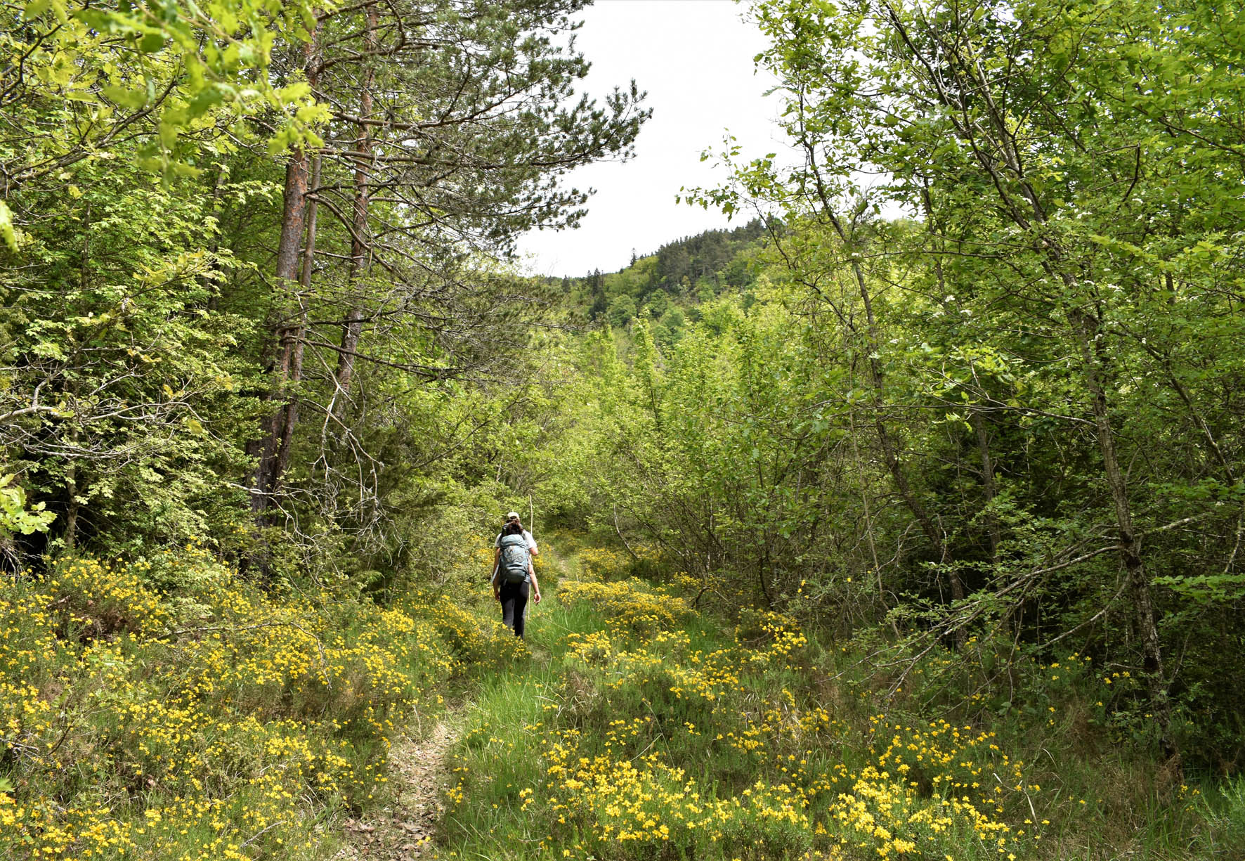 Dos senderistas de espalda andando por una senda cubierta de vegetación